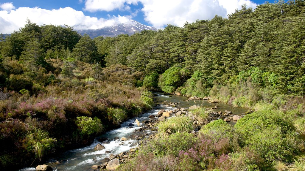 Turangi which includes forests and a river or creek