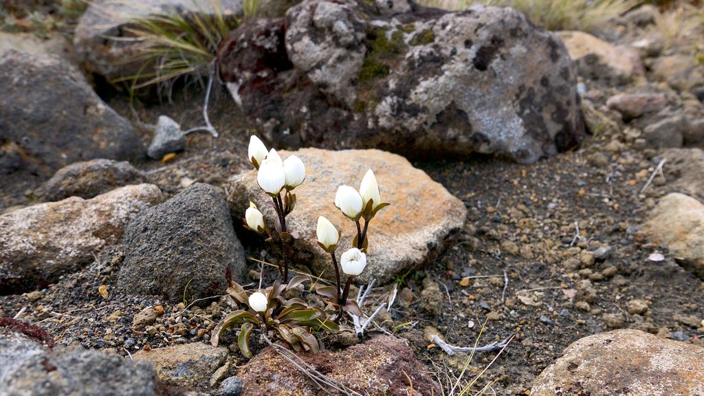 Turangi mostrando flores silvestres