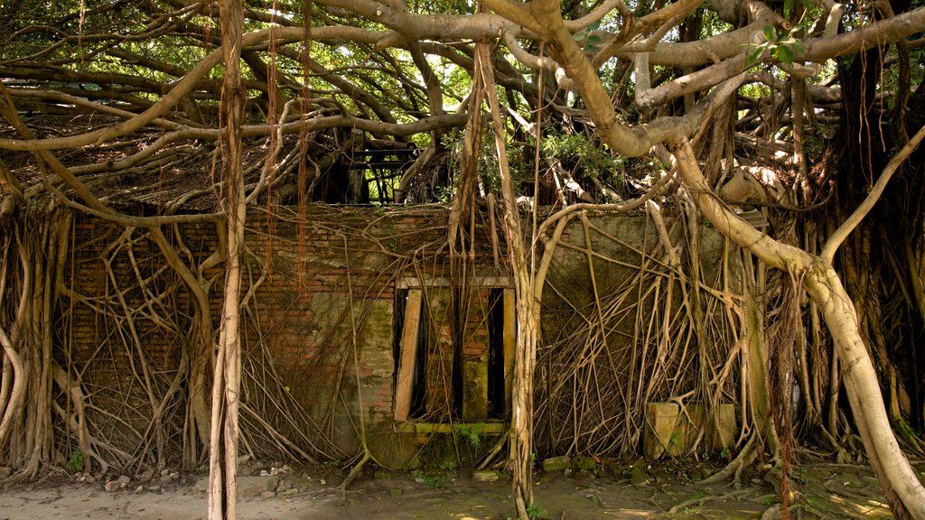 Anping Tree House montrant patrimoine historique