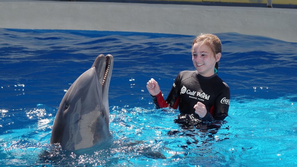 Gulf World Marine Park que inclui esportes aquáticos e vida marinha assim como uma criança sozinha
