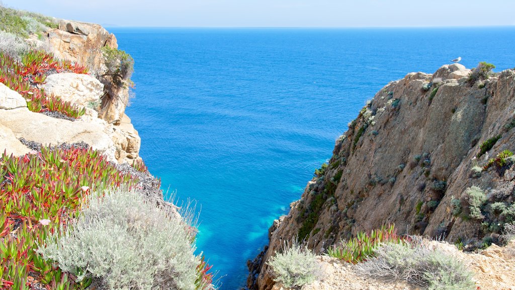 Isola del Giglio som viser kyst