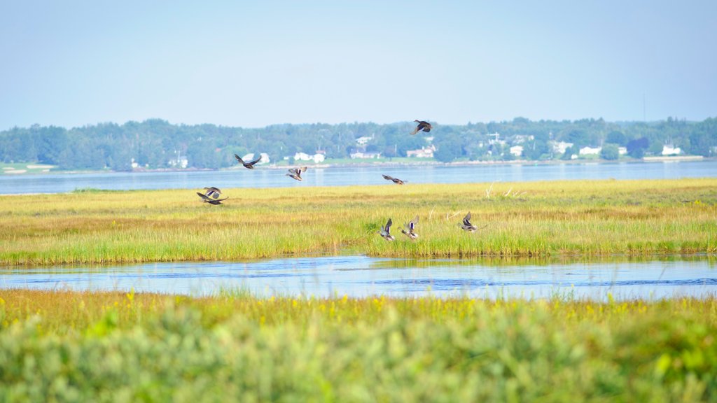 Bathurst mettant en vedette faune aviaire, terres humides et paysages côtiers