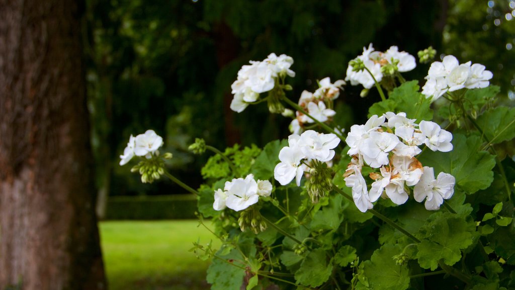 Combourg ofreciendo flores