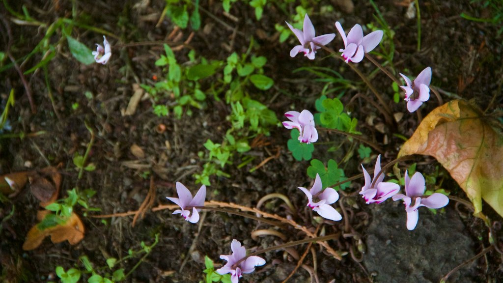 Combourg som inkluderer blomster