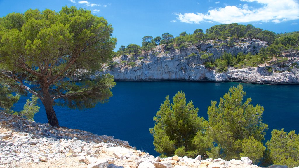 Calanques ofreciendo escenas tranquilas y un río o arroyo