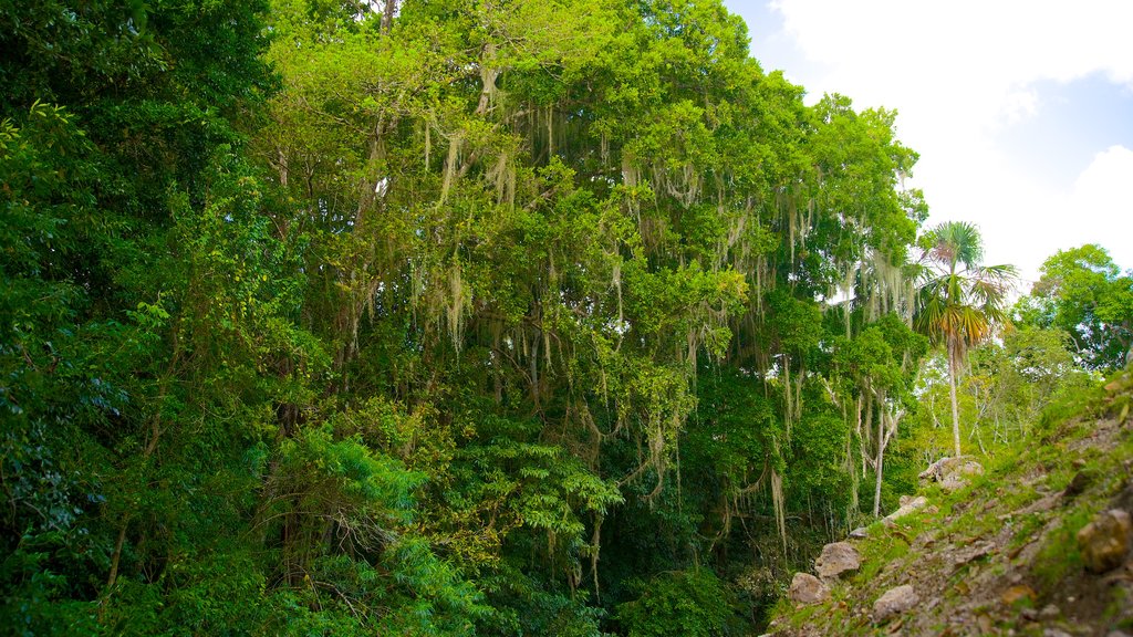 Lamanai showing rainforest