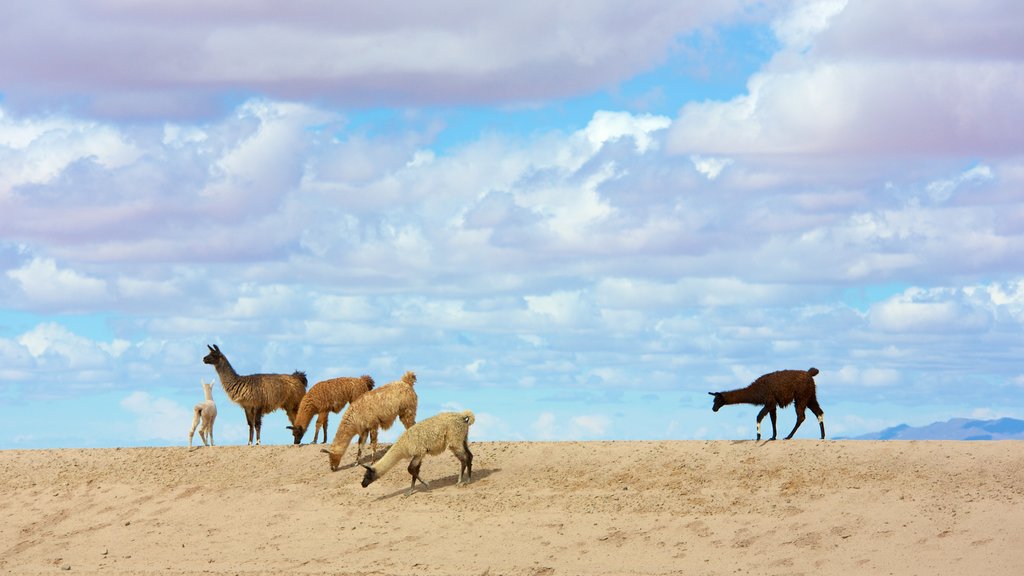 Uyuni featuring tranquil scenes and cuddly or friendly animals