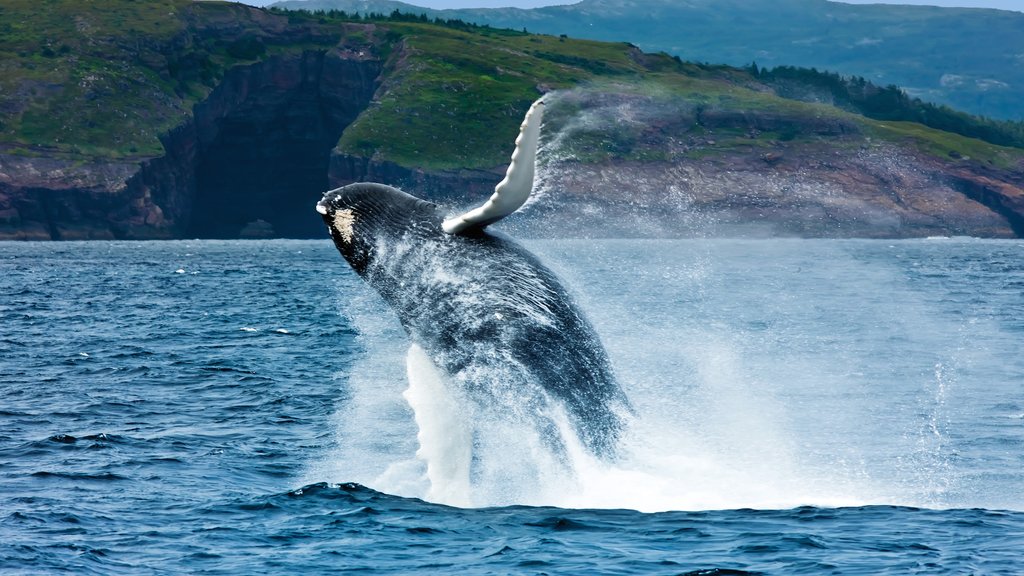 Newfoundland and Labrador showing whale watching and general coastal views