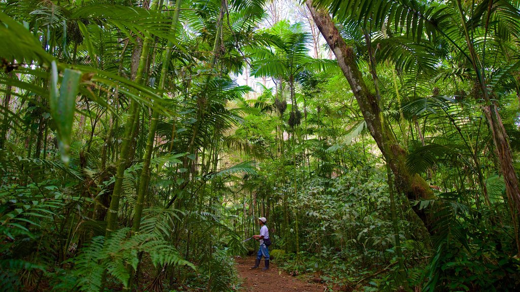 Parque Nacional Las Victorias que incluye selva y también un hombre