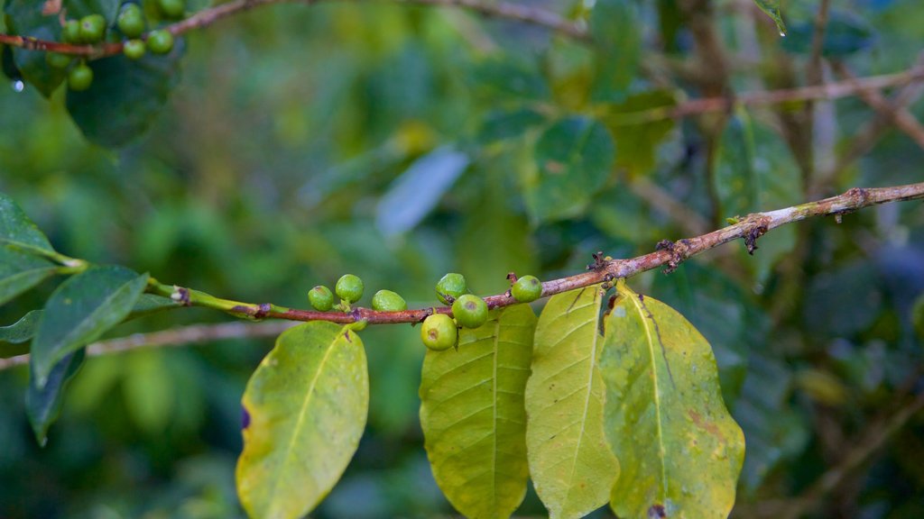 Cobán que incluye bosques