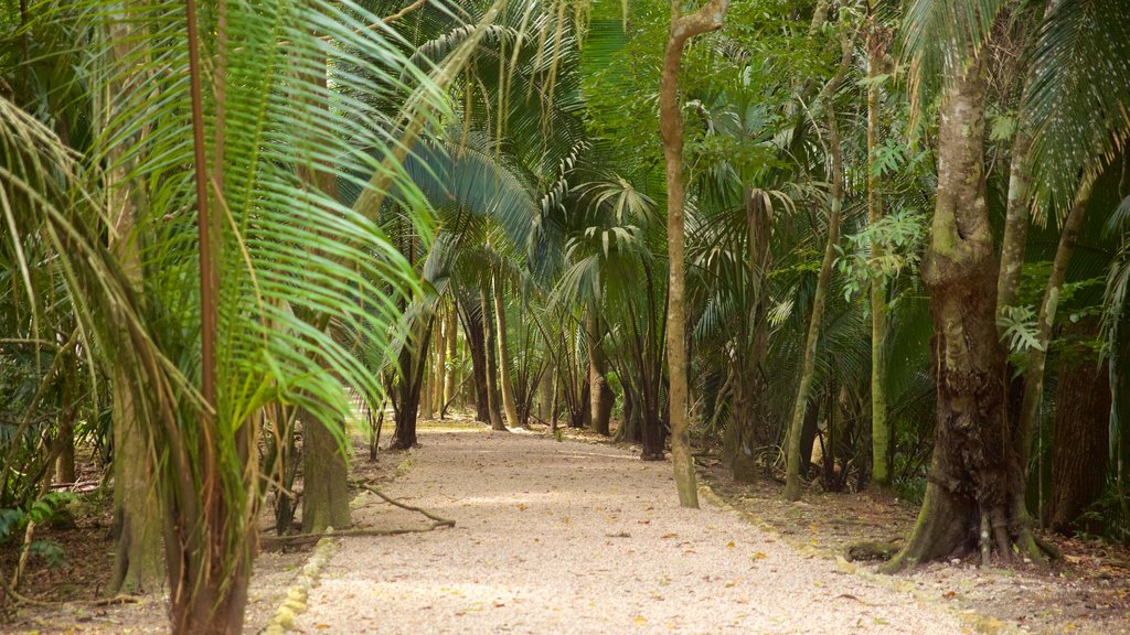 Lamanai ofreciendo escenas tropicales y imágenes de bosques