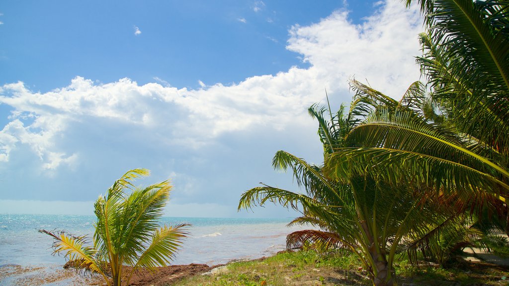 Maya Beach showing tropical scenes and general coastal views