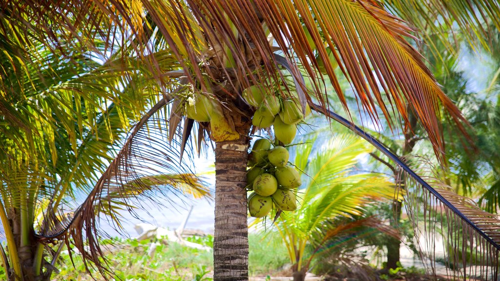 Maya Beach showing tropical scenes