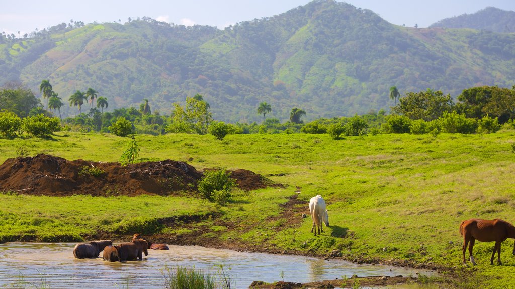 Higuey showing animals, tranquil scenes and a pond