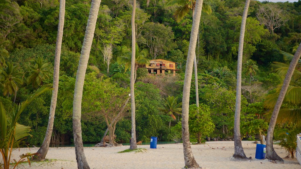 Rincon Beach which includes tropical scenes and a beach