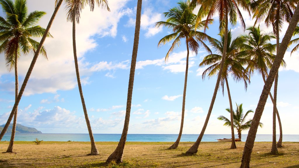 Rincon Beach which includes a beach and tropical scenes