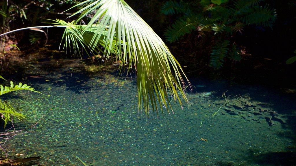 Indigenous Eyes Ecological Park showing a park and a river or creek