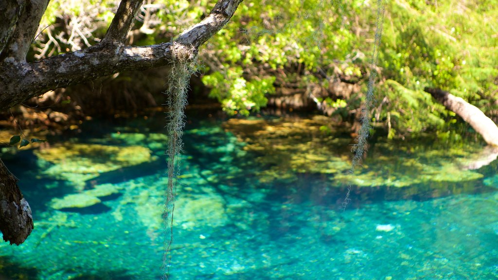 Indigenous Eyes Ecological Park showing a garden and a lake or waterhole