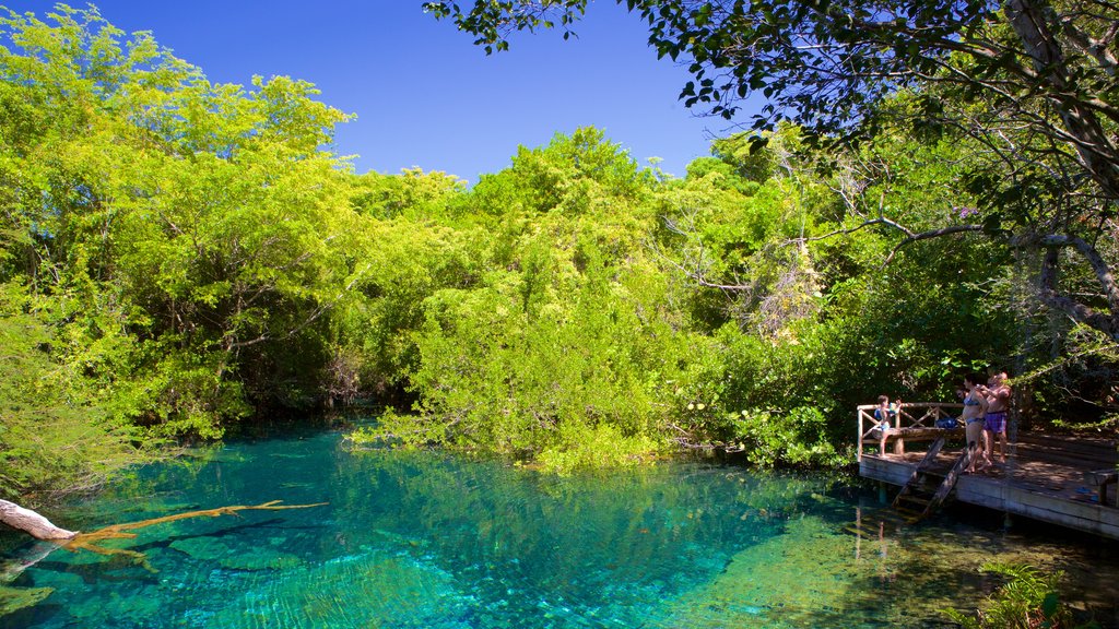 Parque Ecológico Ojos Indígenas mostrando un lago o espejo de agua y un parque