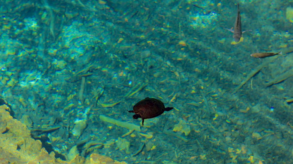 Indigenous Eyes Ecological Park showing marine life and a lake or waterhole