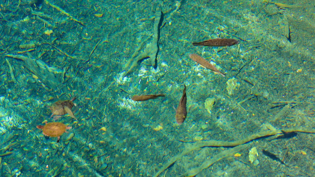 Indigenous Eyes Ecological Park showing a lake or waterhole and marine life