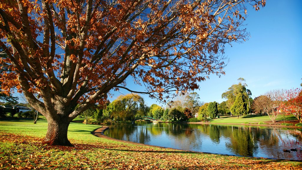 Darling Downs ofreciendo hojas de otoño, un parque y un estanque