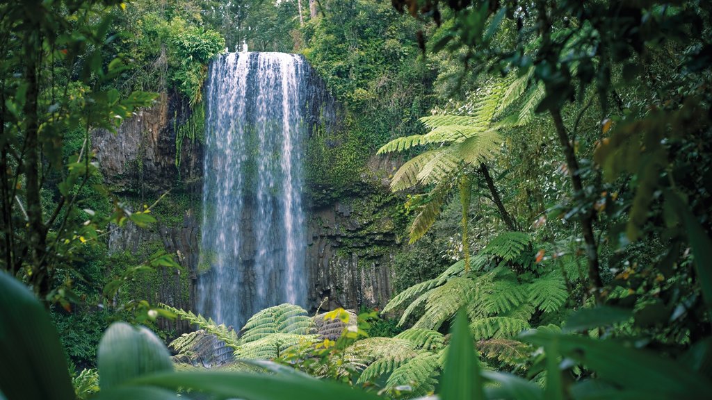 Atherton Tablelands which includes forests and a waterfall