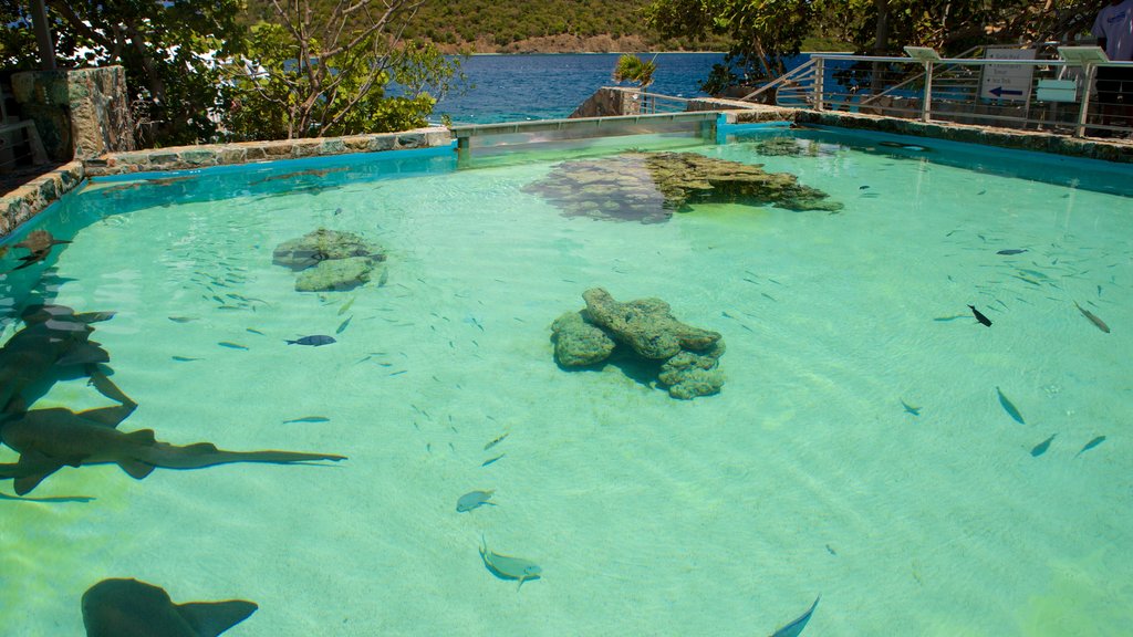 Coral World Ocean Park showing marine life