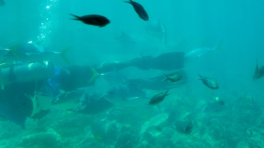 Coral World Ocean Park featuring marine life and scuba diving