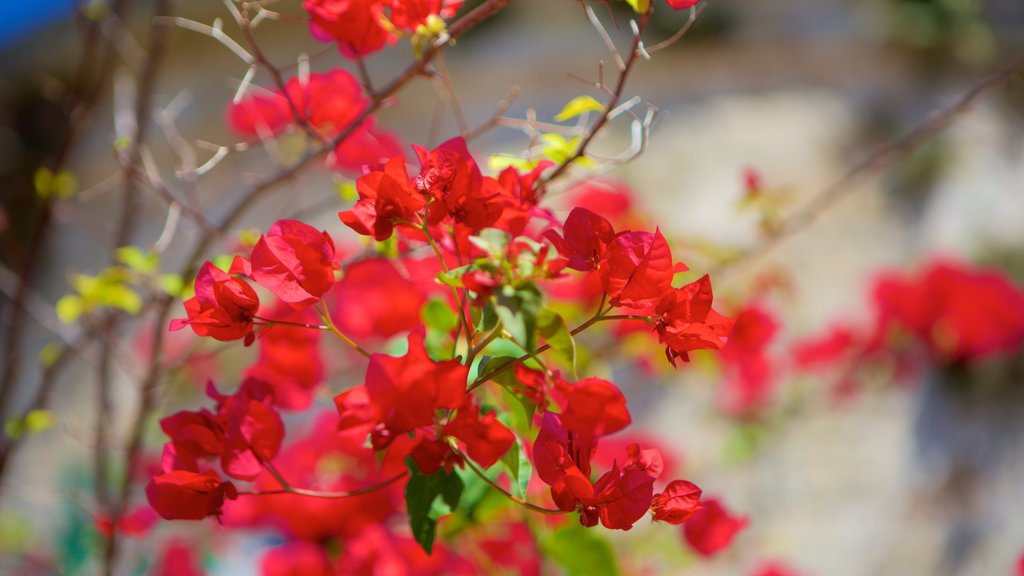 Whim Plantation Museum que incluye flores