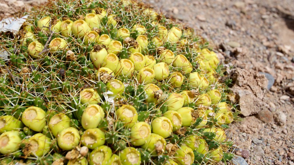 Uyuni