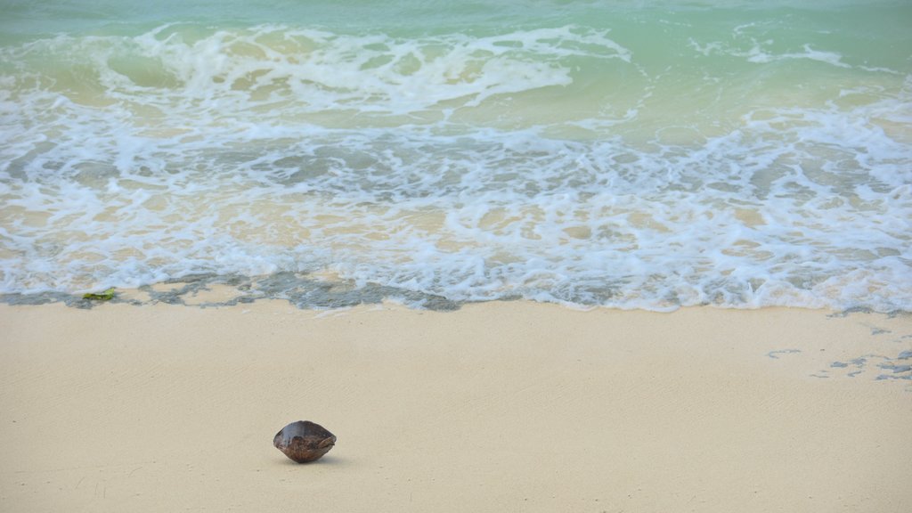 Tikioki Marine Sanctuary featuring a sandy beach