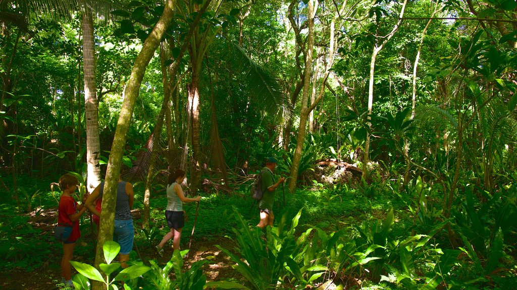 Anatakitaki Cave which includes hiking or walking and rainforest as well as a small group of people