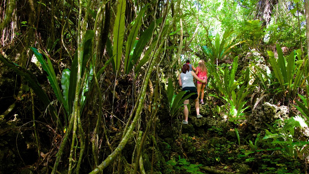 Anatakitaki Cave showing rainforest and hiking or walking as well as a small group of people