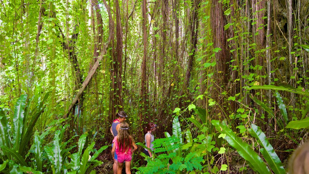 Grotte d\'Anatakitaki montrant forêt tropicale aussi bien que un petit groupe de personnes