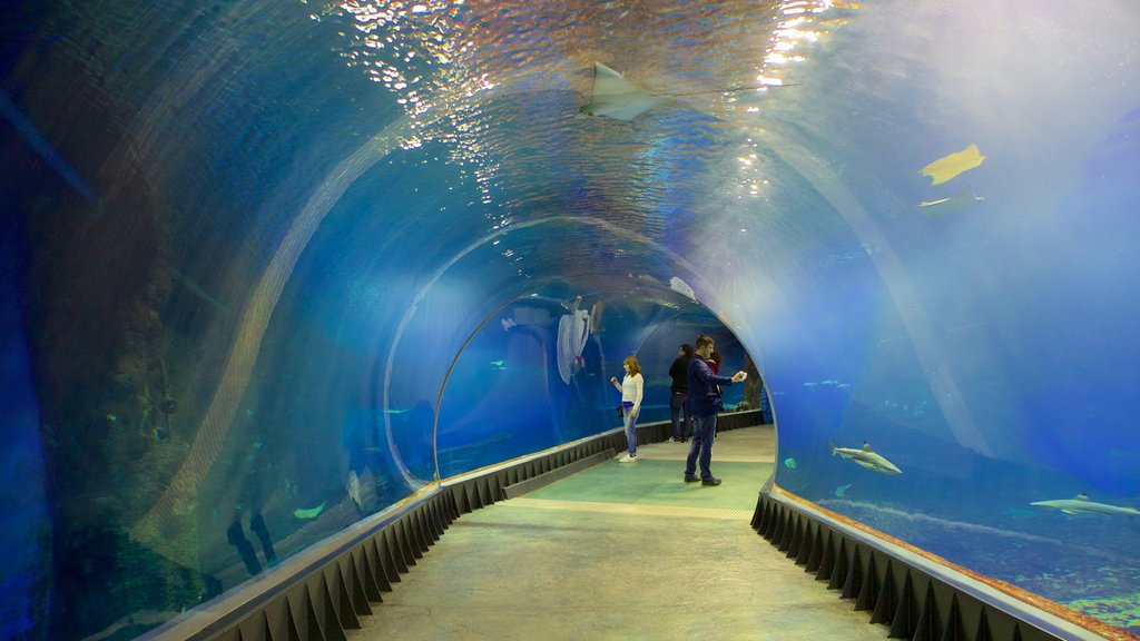 Wroclaw Zoo showing marine life as well as a small group of people