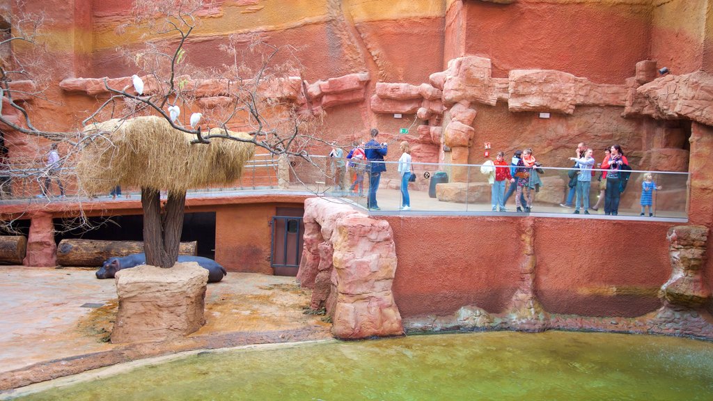 Wroclaw Zoo showing zoo animals