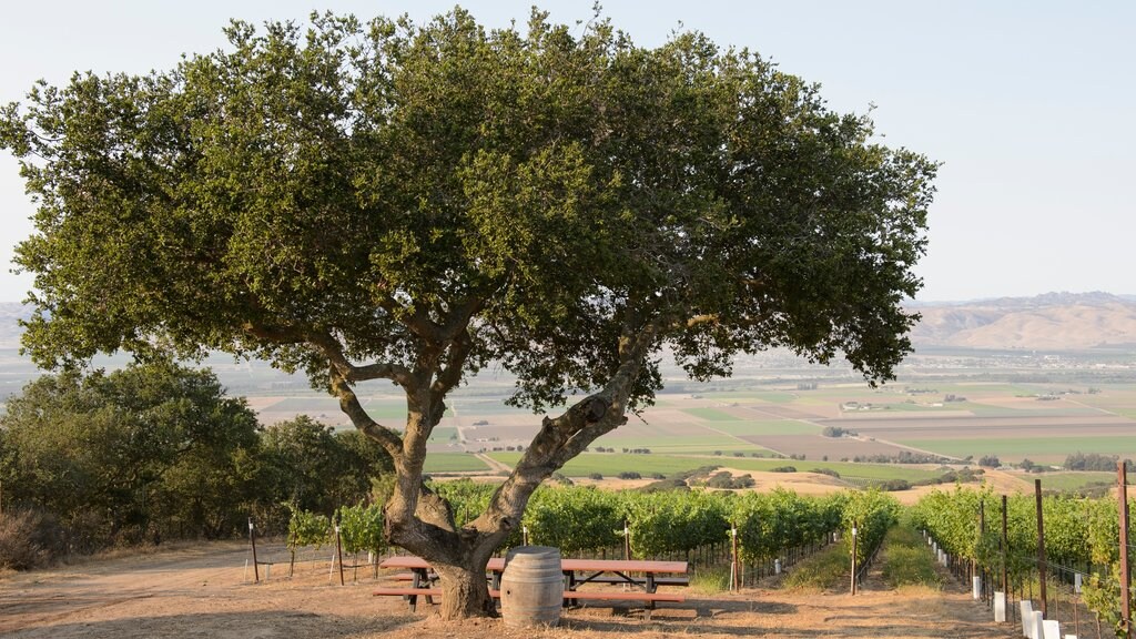 Salinas Valley Wine - See Monterey