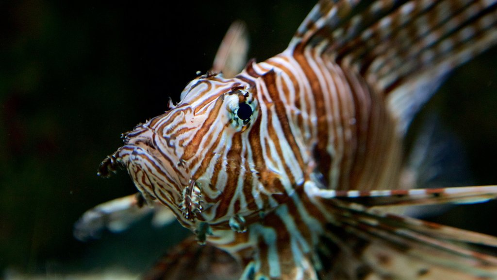 Blue Reef Aquarium caracterizando vida marinha