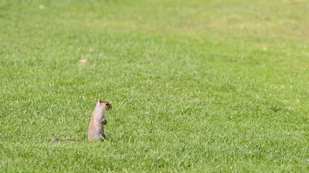 Alexandra Park showing a garden and animals