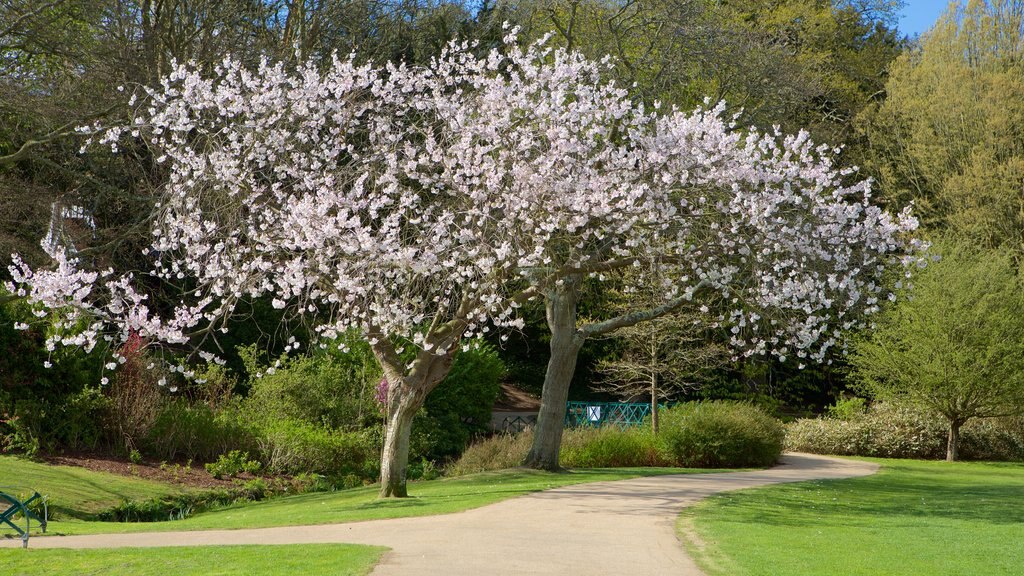 Alexandra Park featuring a garden