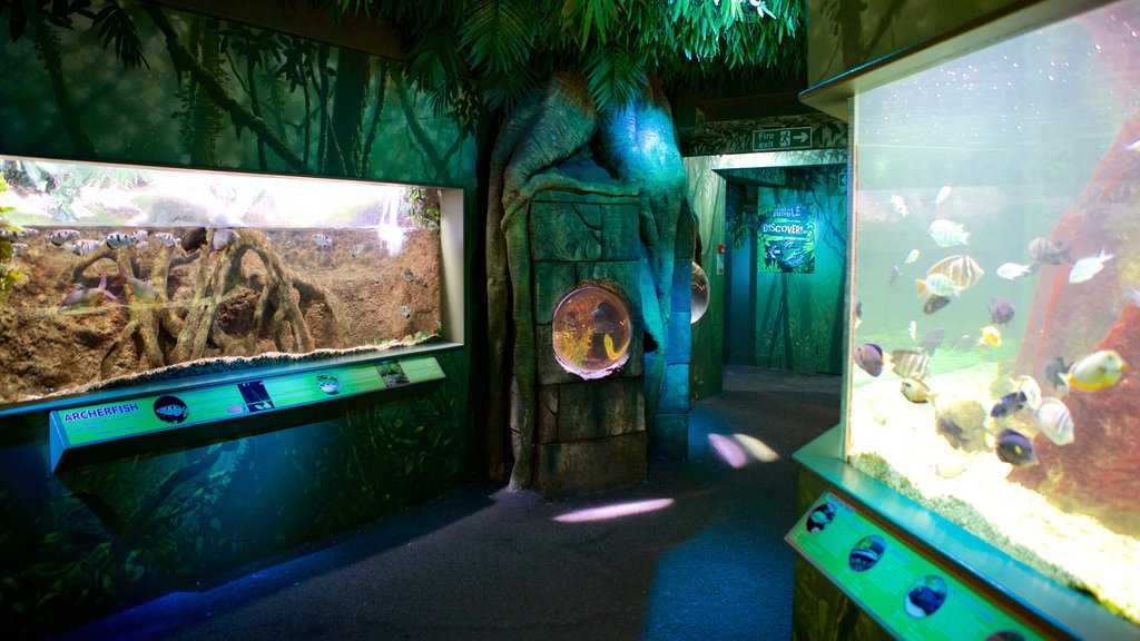 Blue Reef Aquarium showing marine life