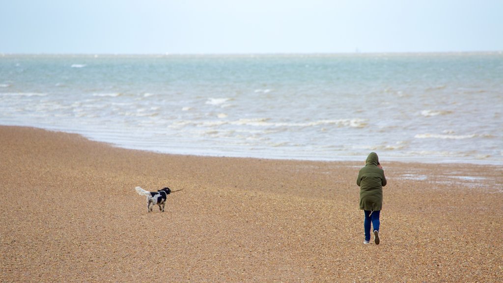 Playa de Whitstable que incluye animales domésticos y una playa de piedras y también una mujer