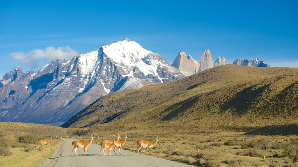 Torres del Paine National Park featuring snow, animals and mountains