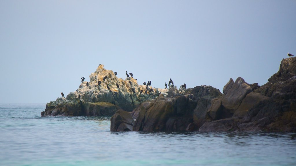 Praia Bahia Inglesa mostrando paisagens litorâneas