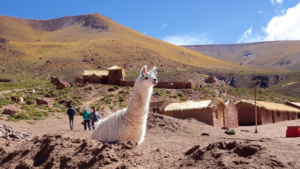 Machuca which includes cuddly or friendly animals, landscape views and tranquil scenes