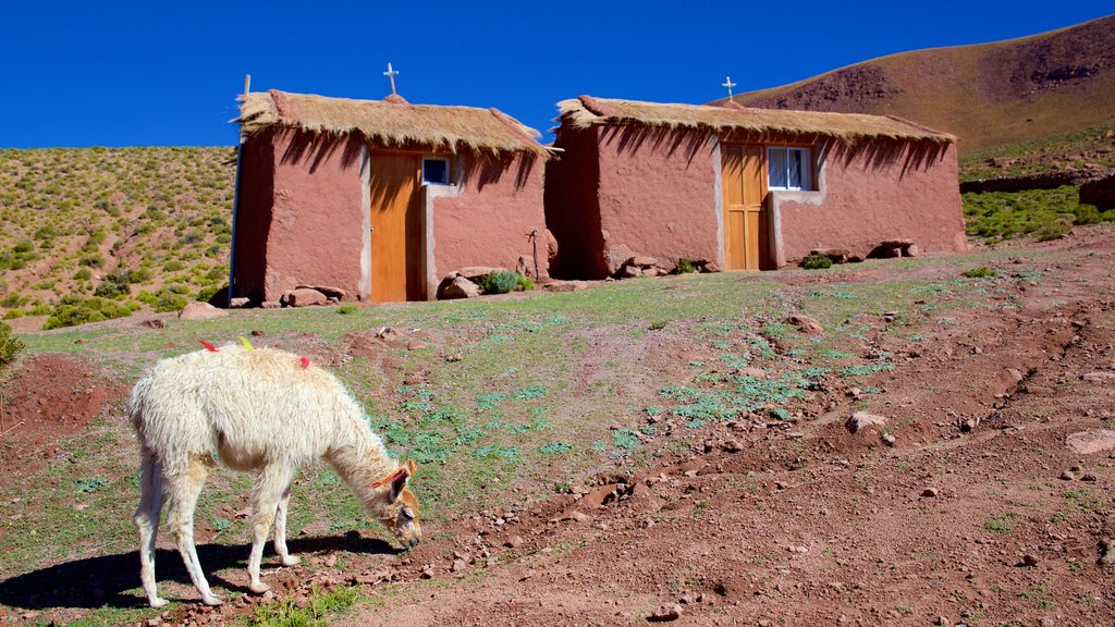 Machuca showing animals and tranquil scenes