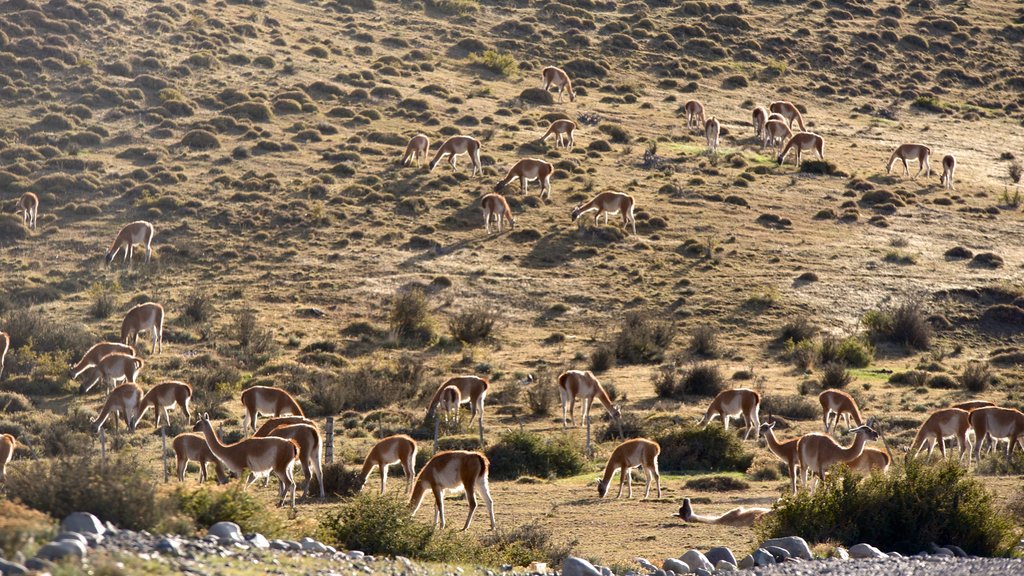 Torres del Paine National Park featuring animals and tranquil scenes