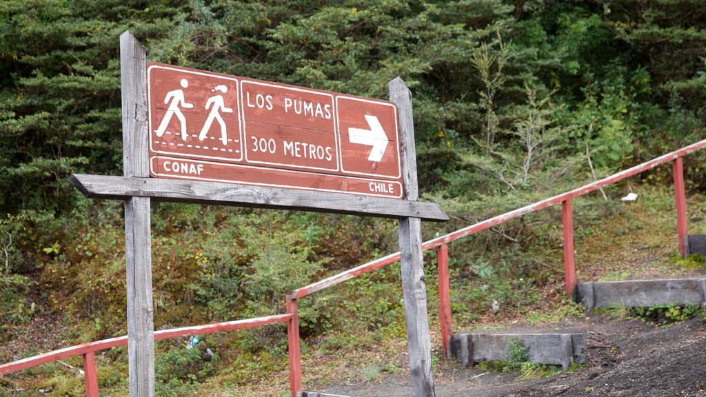 Osorno Volcano Peak showing signage and forest scenes