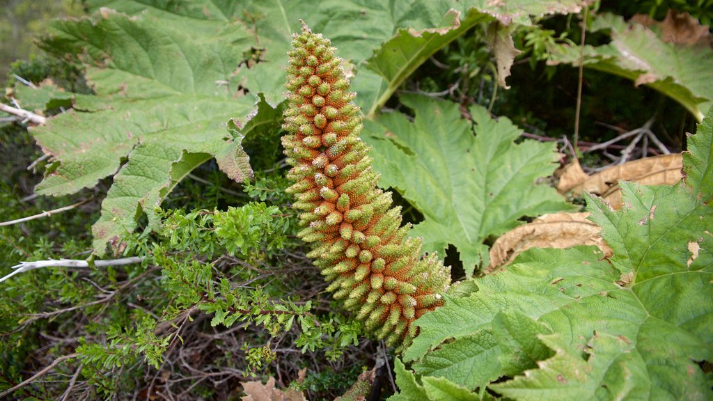 Cima del volcán Osorno mostrando flores